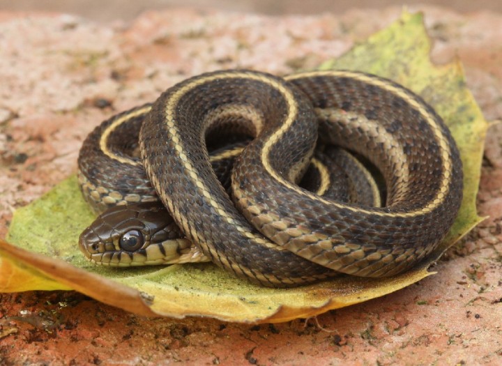 Coast Garter Snake